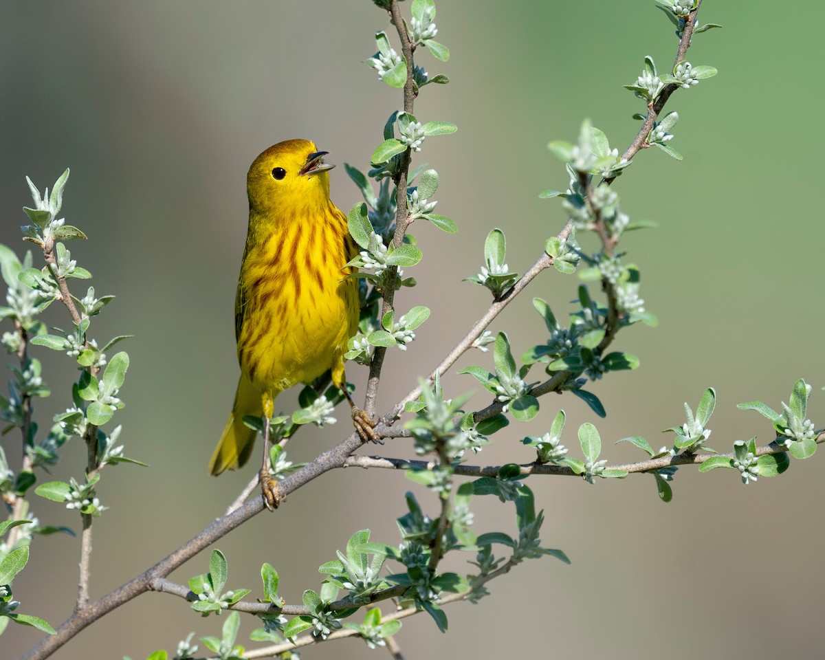 Yellow Warbler - ML620781598