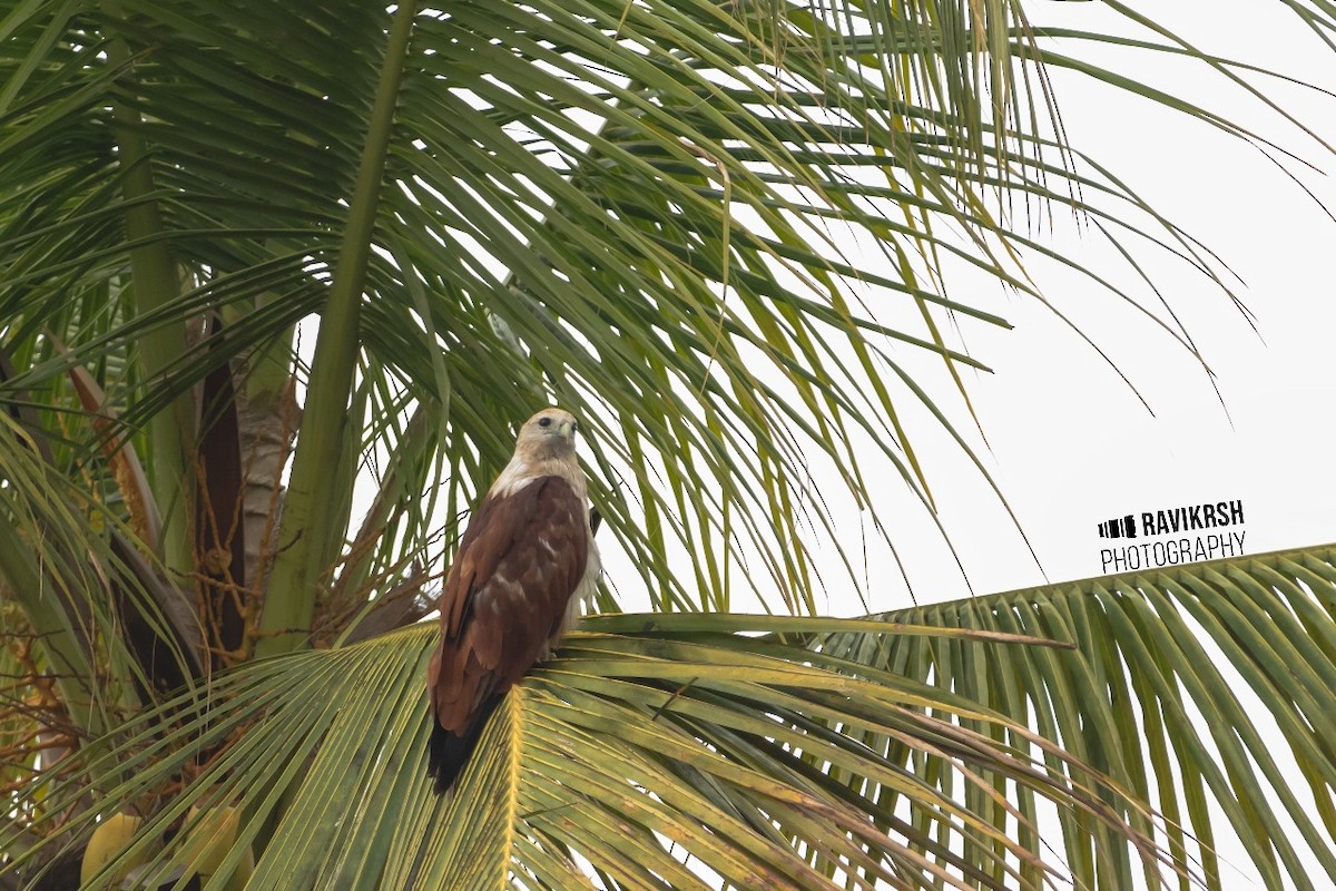 Brahminy Kite - ML620781603