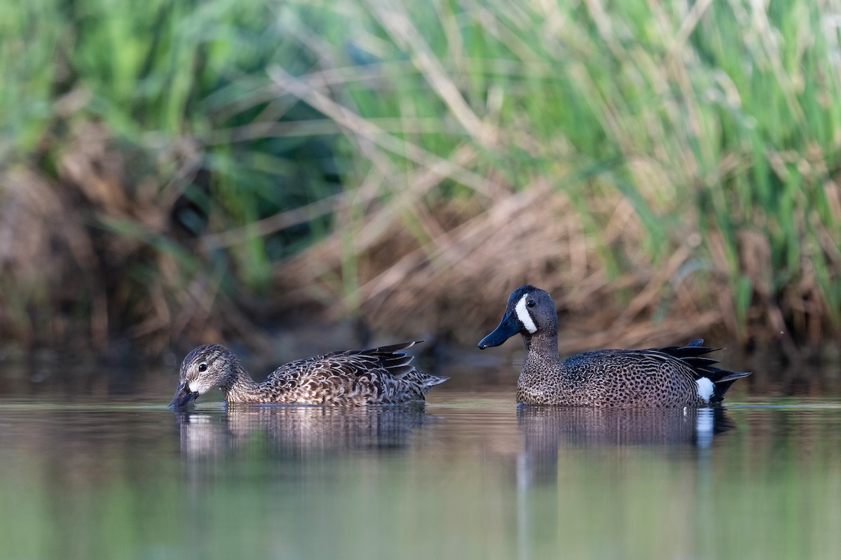 Blue-winged Teal - ML620781605