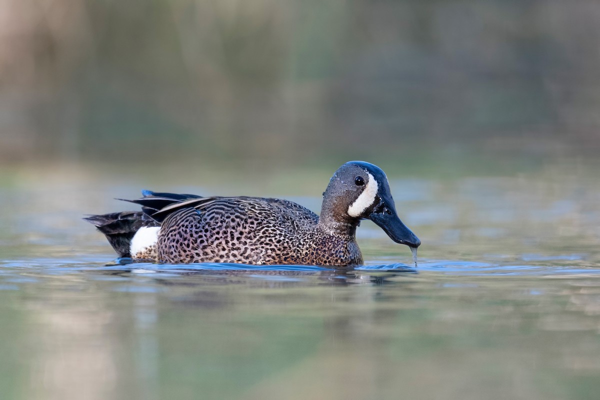 Blue-winged Teal - ML620781606