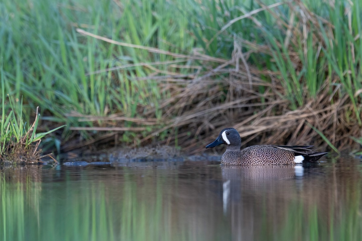 Blue-winged Teal - ML620781607