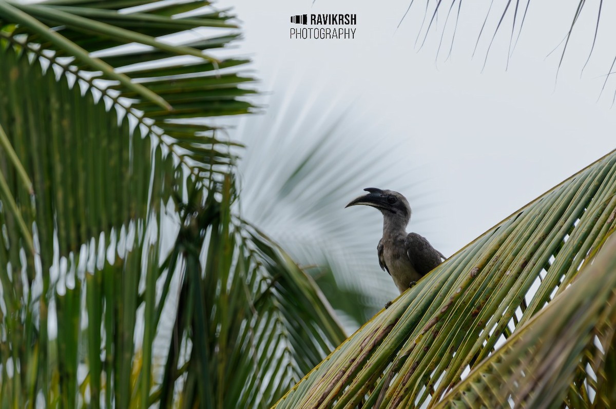 Indian Gray Hornbill - ML620781608