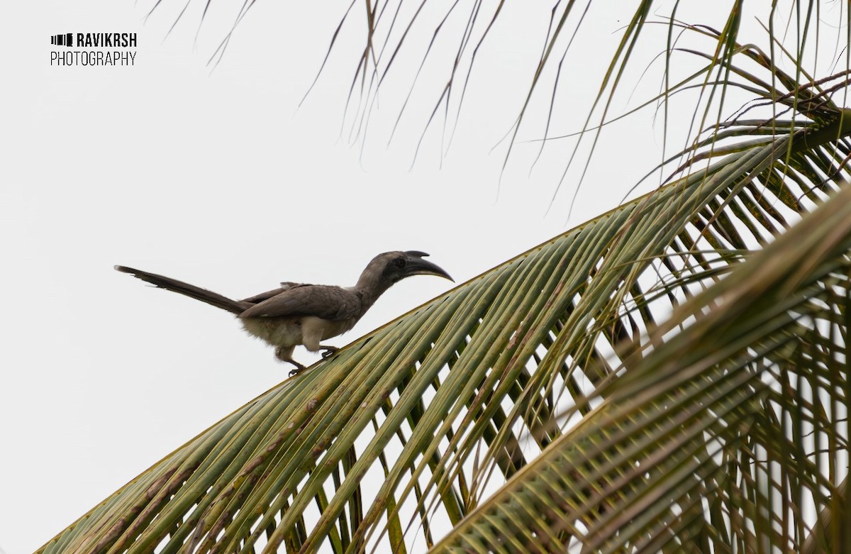 Indian Gray Hornbill - ML620781609