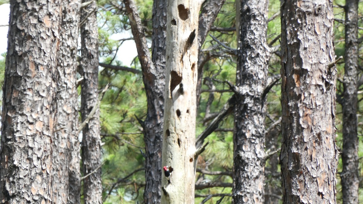 Red-headed Woodpecker - ML620781611