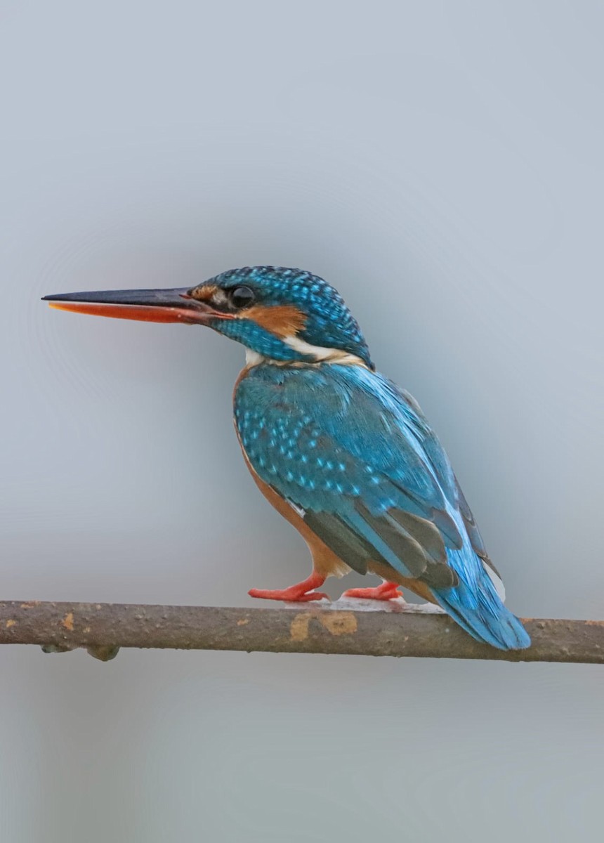 Common Kingfisher - ML620781612