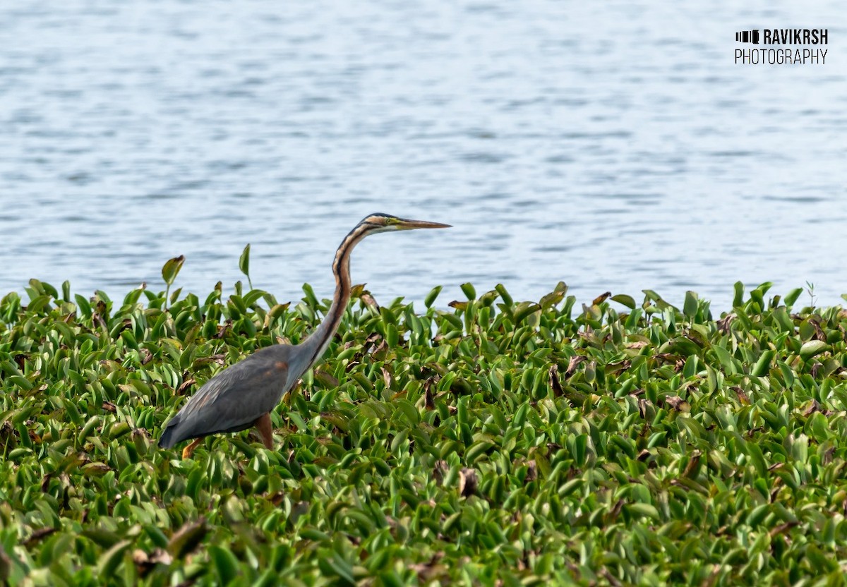 Purple Heron - ML620781614