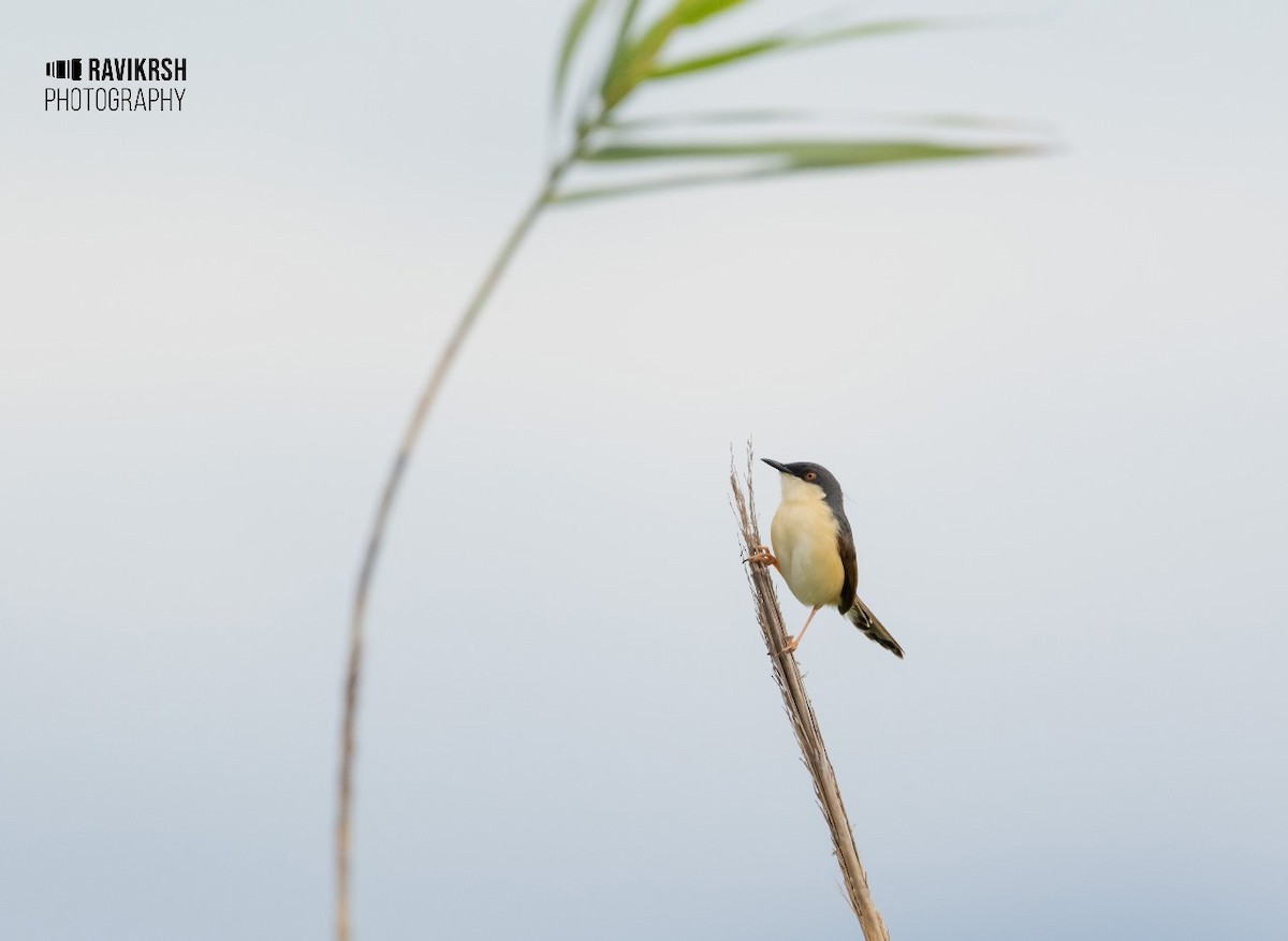 Prinia cendrée - ML620781617