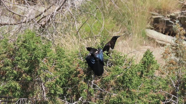 Asir Magpie - ML620781618