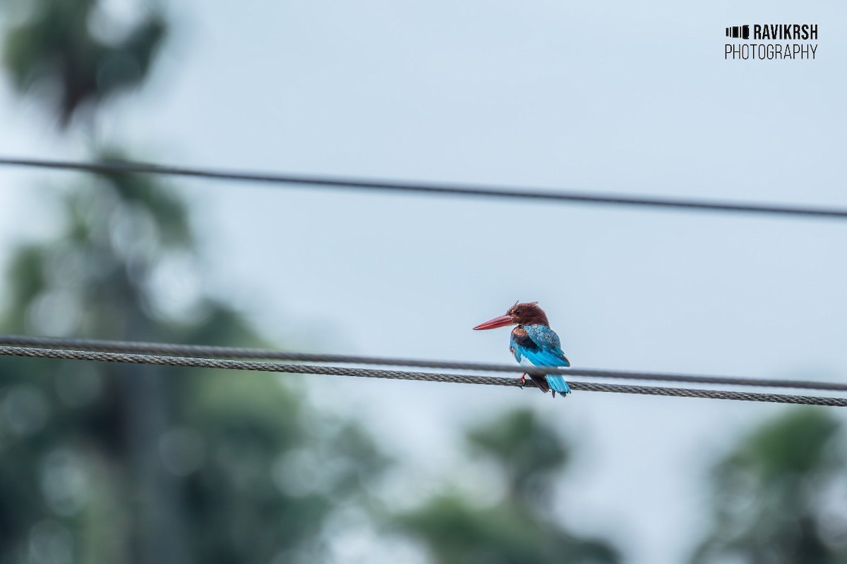 White-throated Kingfisher - ML620781621