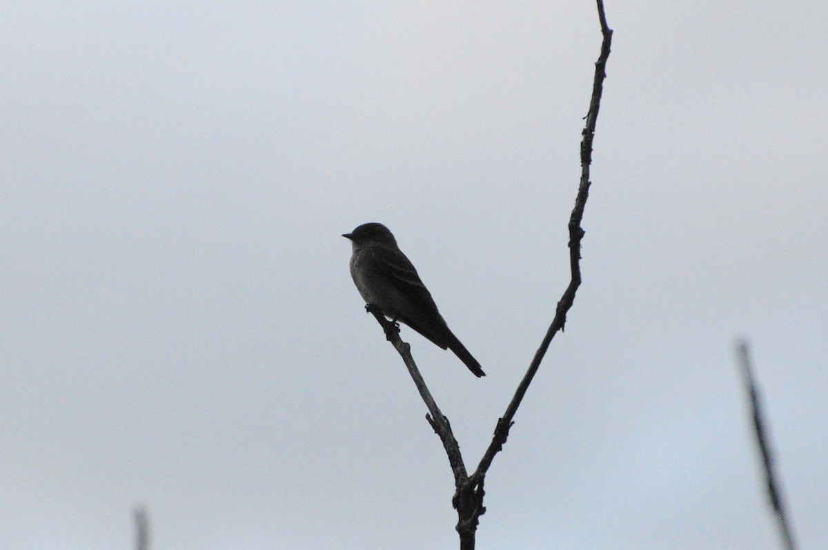 Dusky Flycatcher - ML620781623