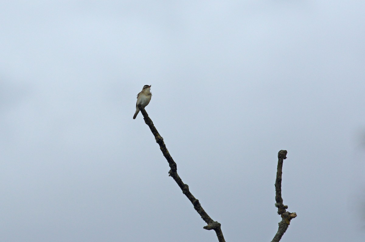 Sedge Warbler - ML620781626