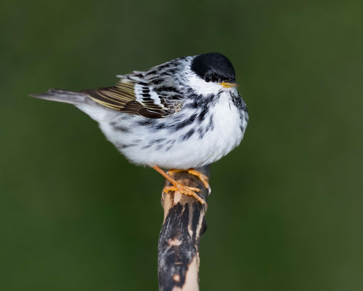 Blackpoll Warbler - ML620781630