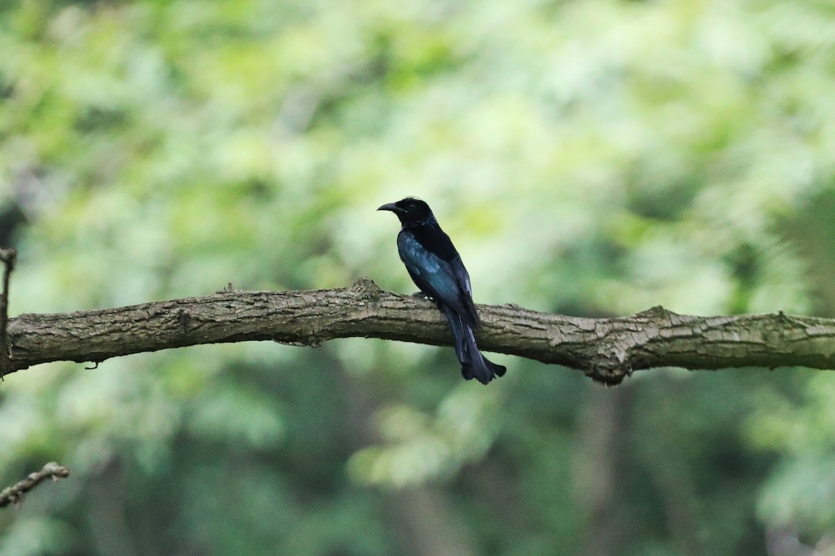 Hair-crested Drongo - ML620781631