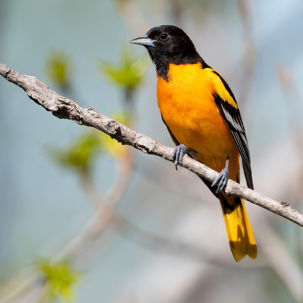 Baltimore Oriole - ML620781633