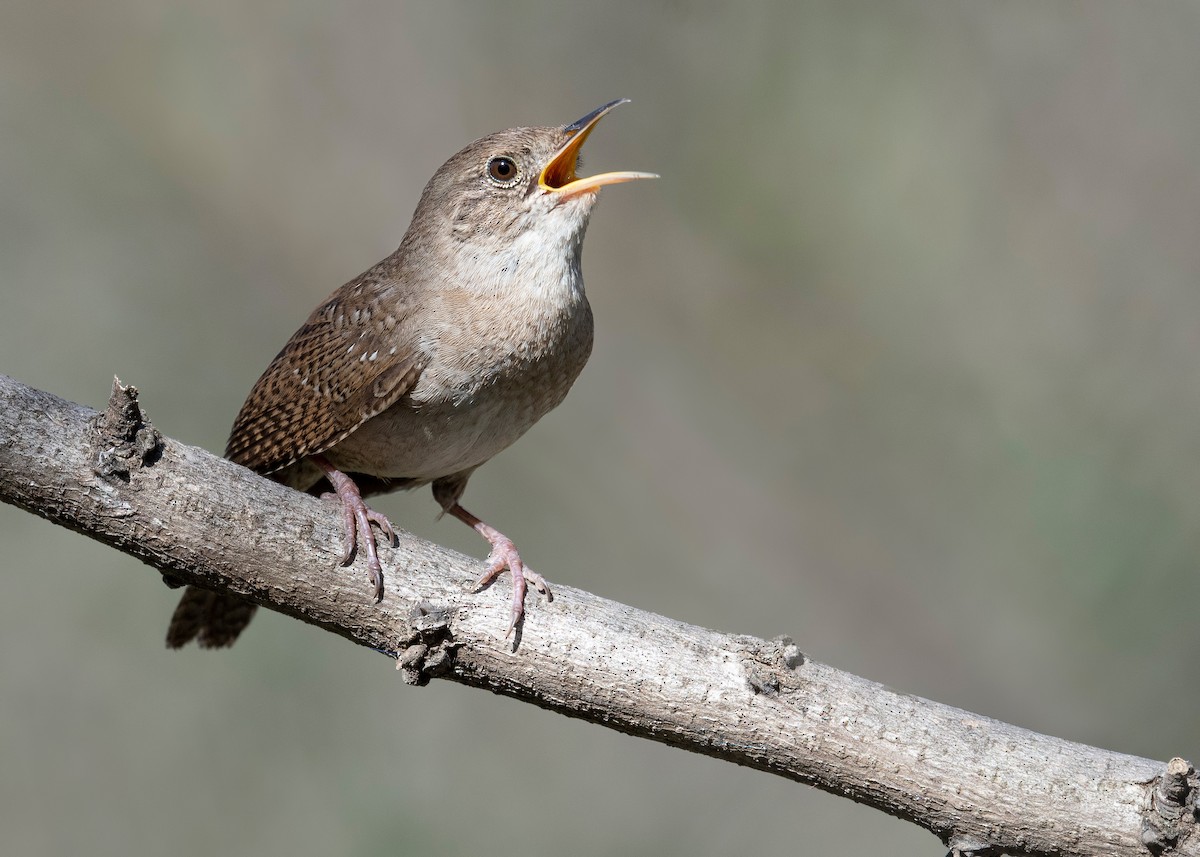 House Wren - ML620781635