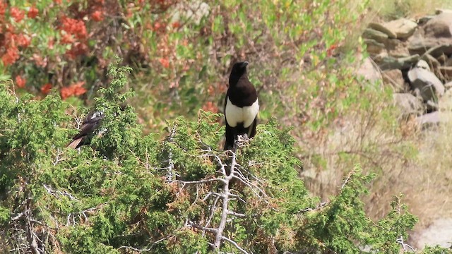 Asir Magpie - ML620781637