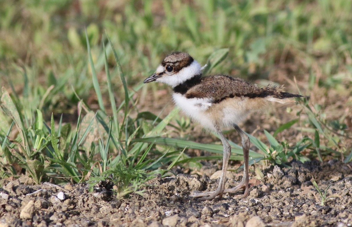 Killdeer - Dennis Oehmke