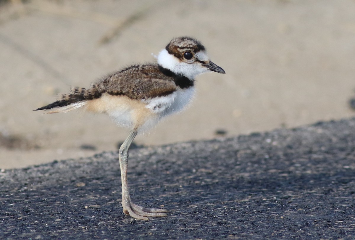 Killdeer - ML620781644