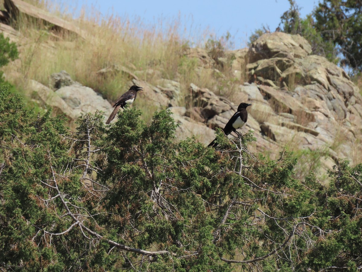 Asir Magpie - ML620781647