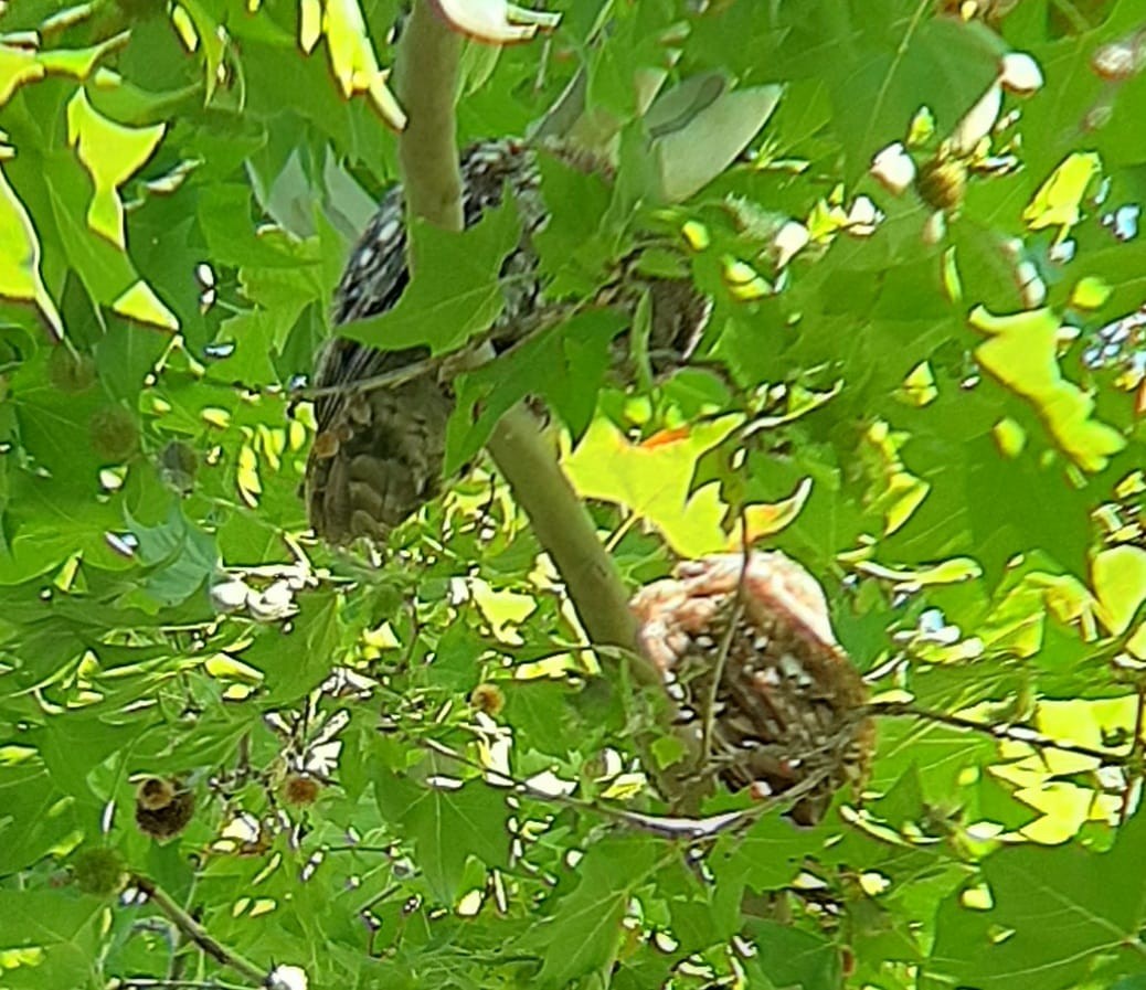 Tawny Owl - ML620781648