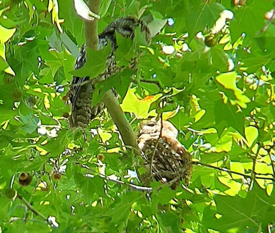 Tawny Owl - ML620781651