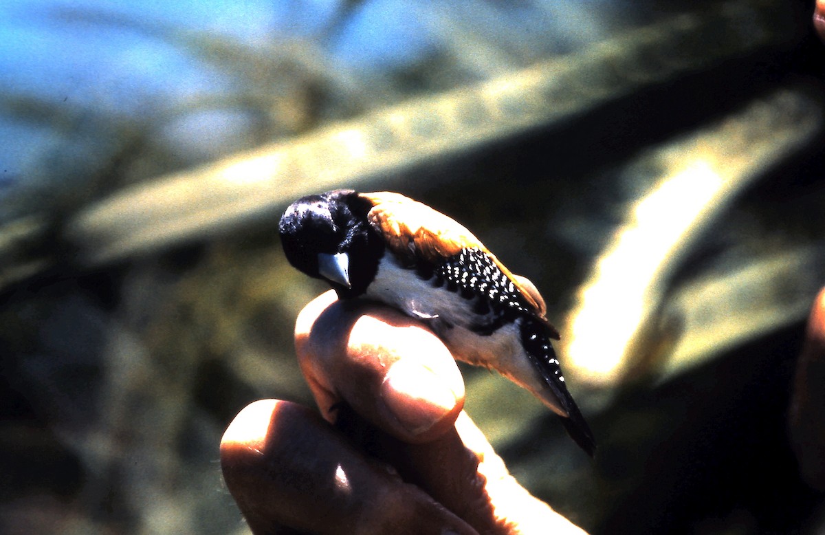 Capuchino Bicolor (nigriceps/woltersi) - ML620781654