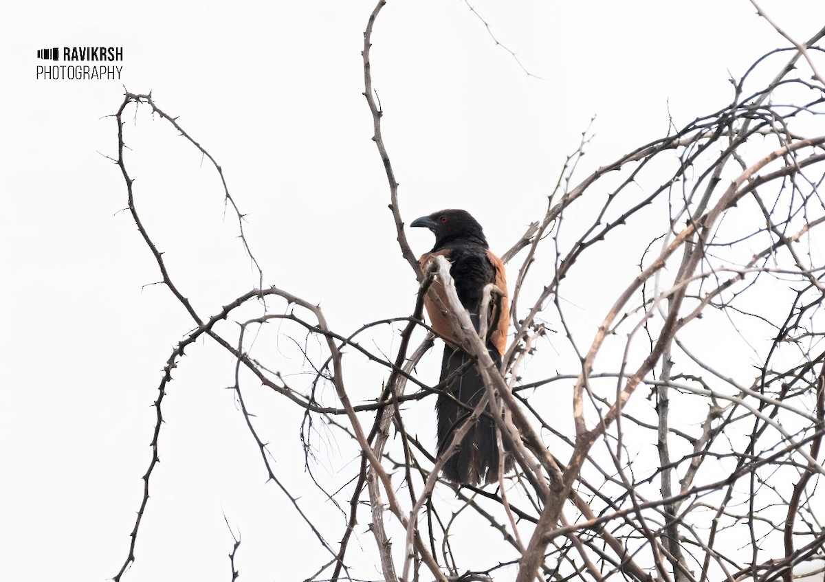 Greater Coucal (Southern) - ML620781655