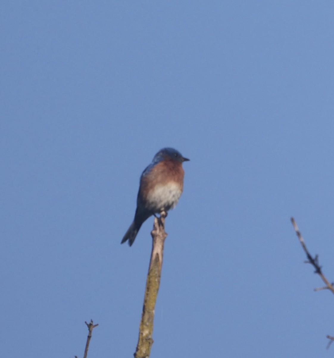 Eastern Bluebird - ML620781657