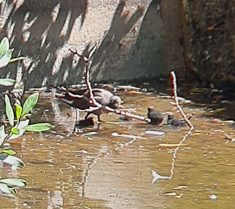 Gallinule poule-d'eau - ML620781658