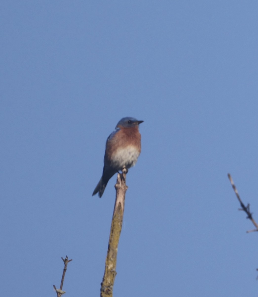 Eastern Bluebird - ML620781659