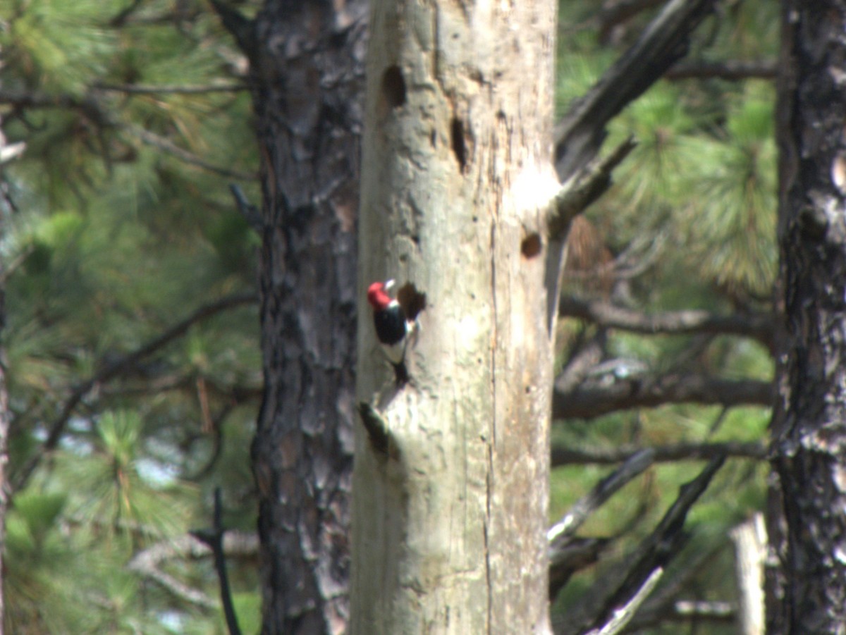 Red-headed Woodpecker - ML620781662