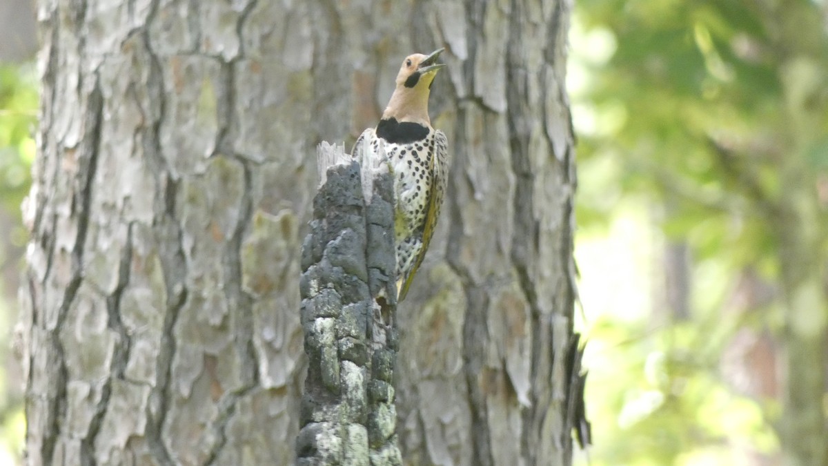 Northern Flicker - ML620781664