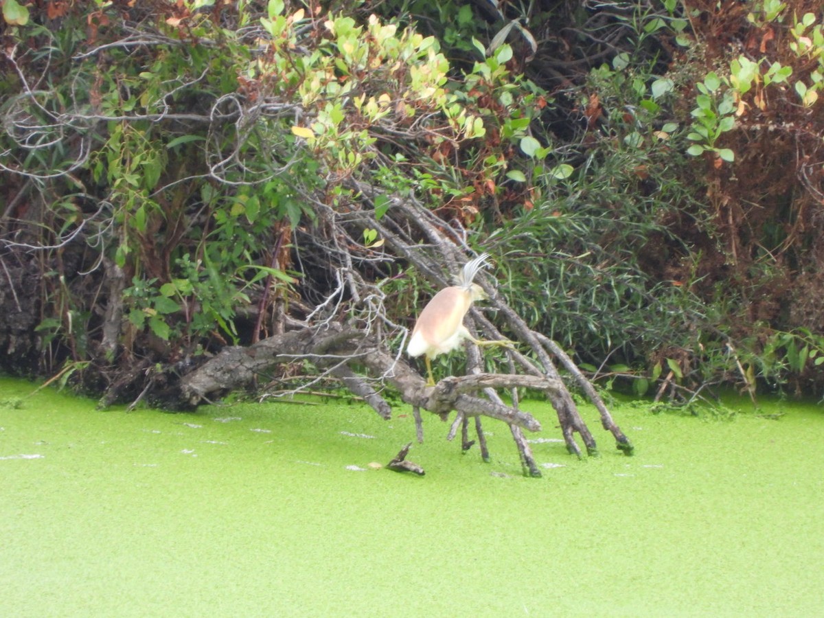 Squacco Heron - ML620781670