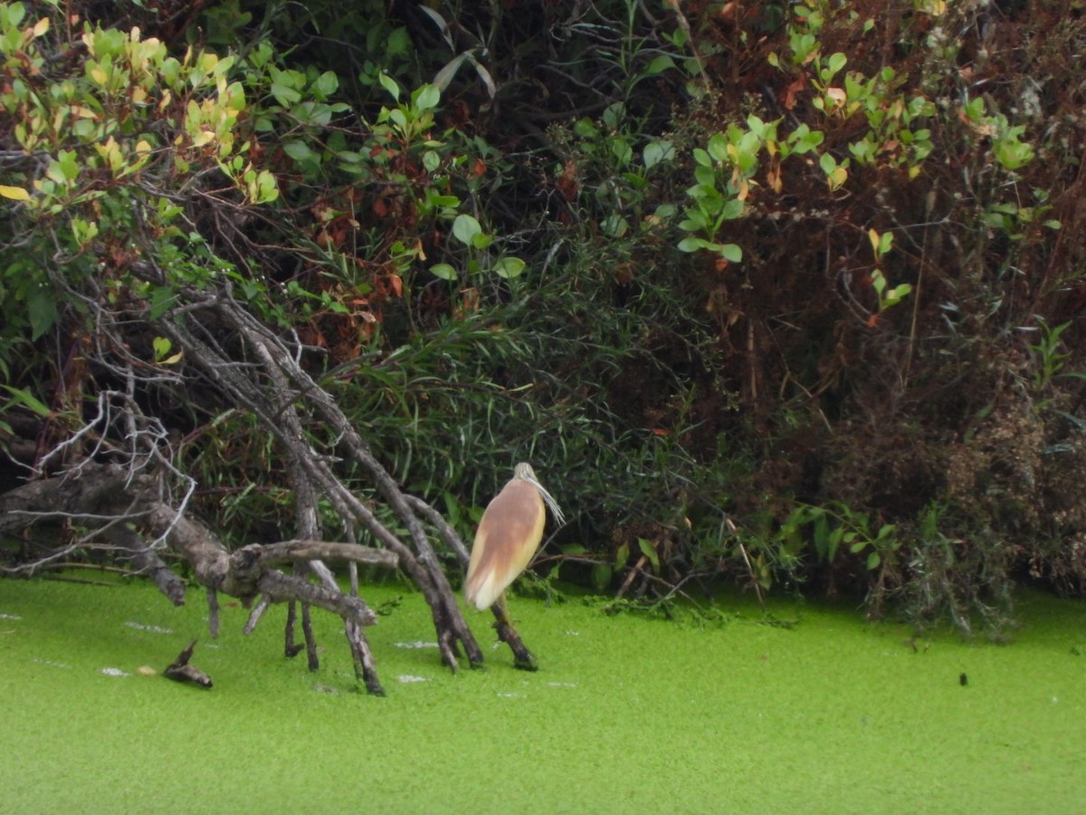 Squacco Heron - Miguel Hernández Santana