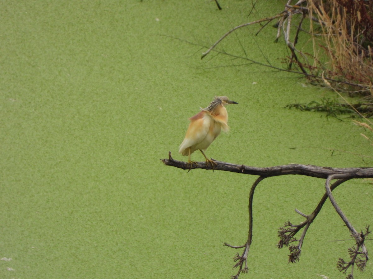 Squacco Heron - Miguel Hernández Santana