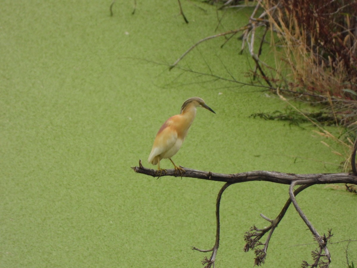 Squacco Heron - ML620781674