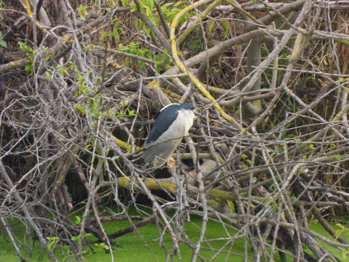 Black-crowned Night Heron - ML620781680