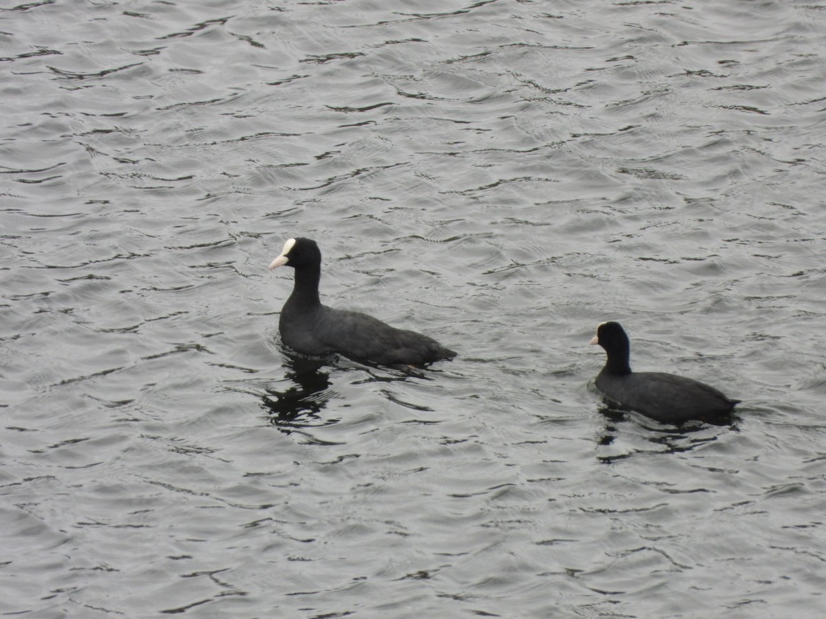 Eurasian Coot - ML620781683