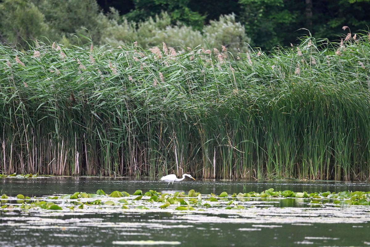 Great Egret - John Kramer