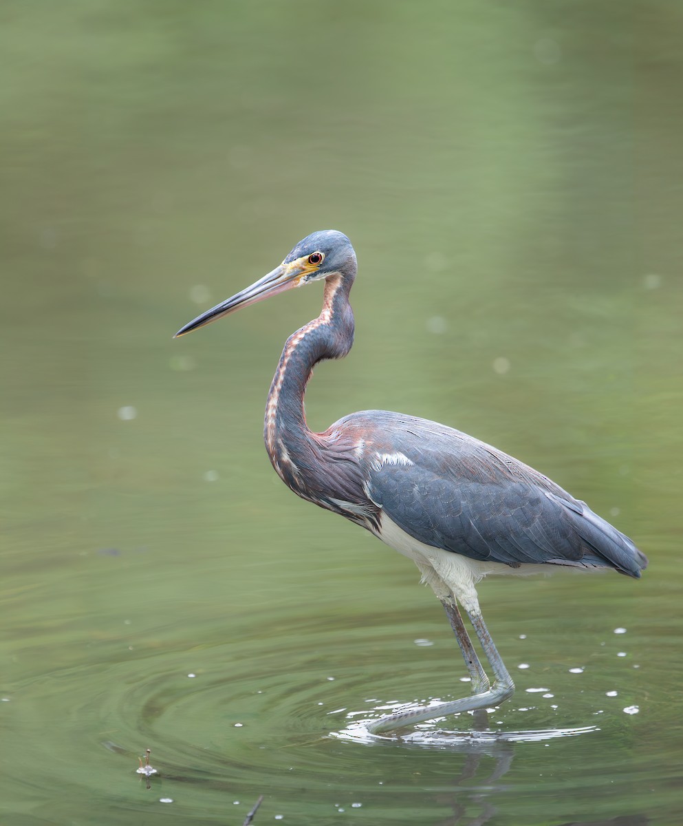 Tricolored Heron - ML620781686