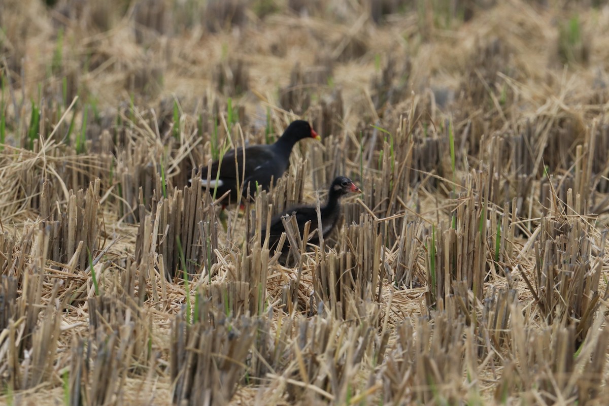 Eurasian Moorhen - James（於任） Tu （杜）