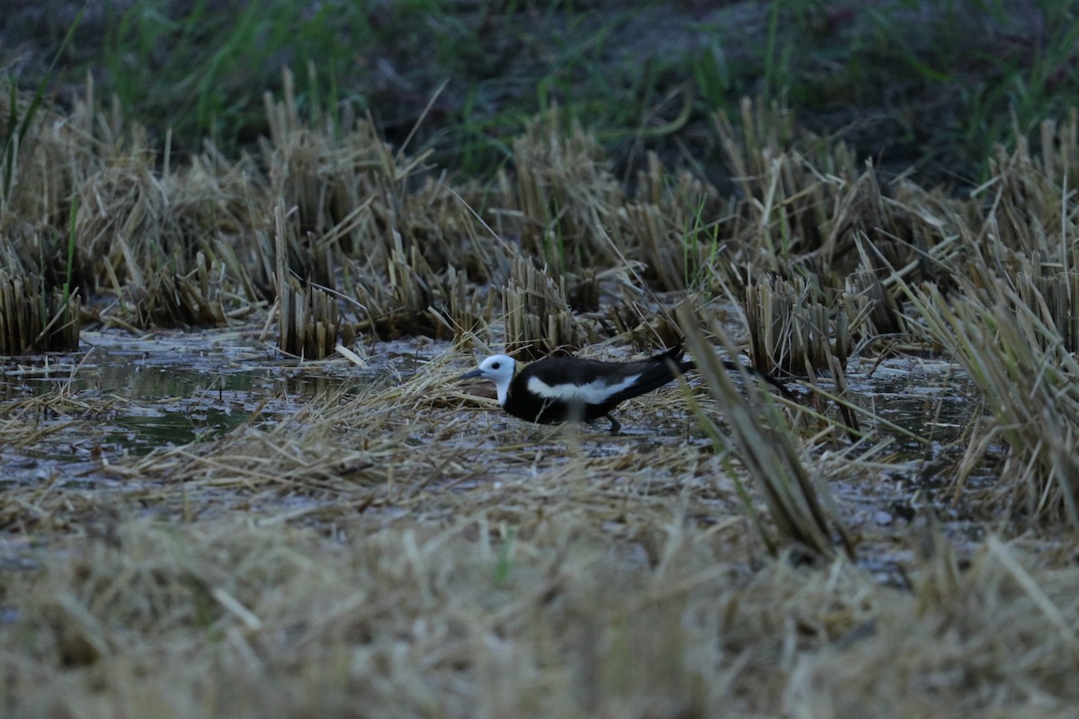 Jacana à longue queue - ML620781689