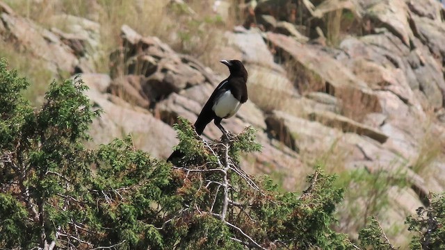 Asir Magpie - ML620781690