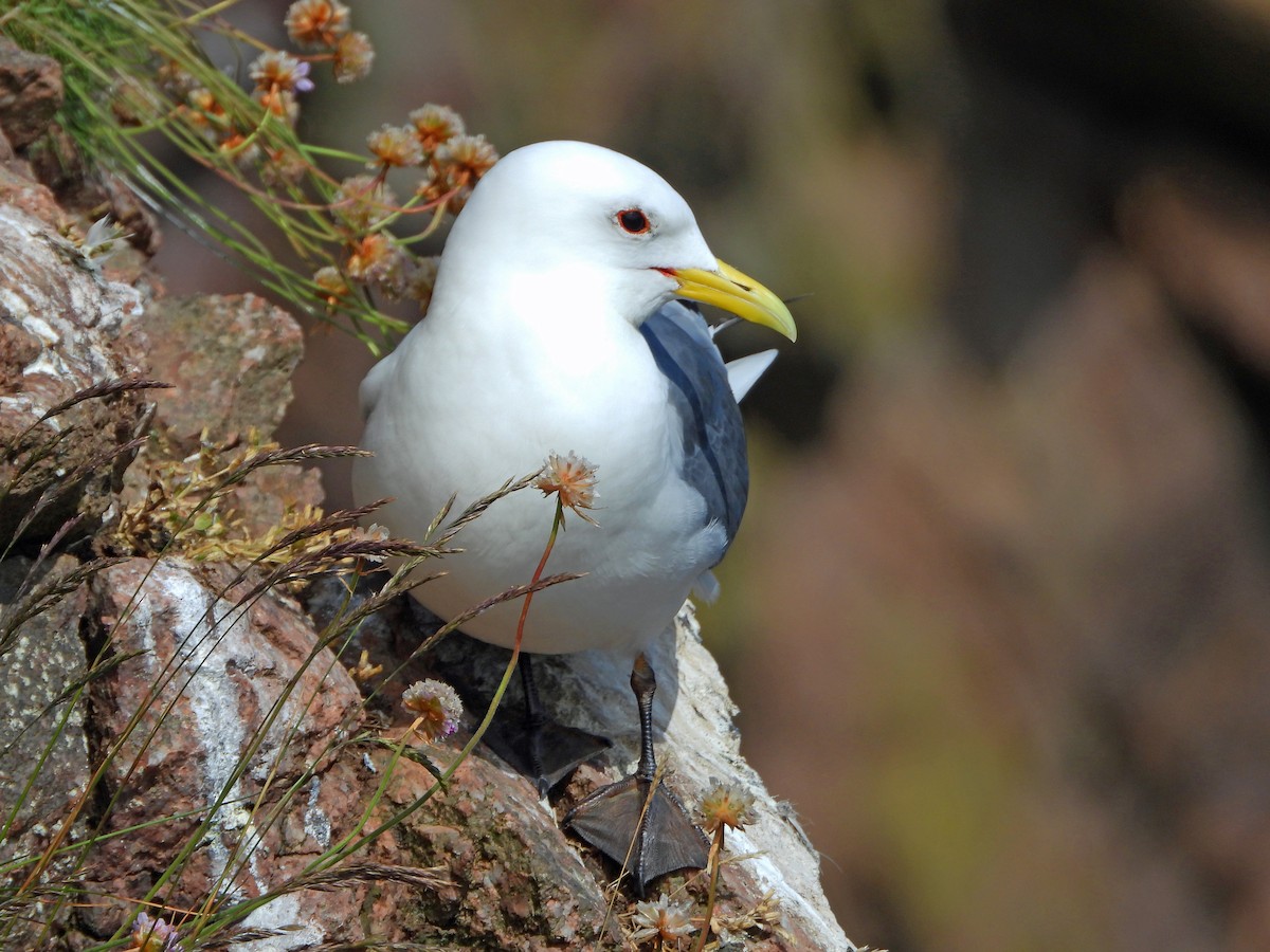 Black-legged Kittiwake - ML620781691