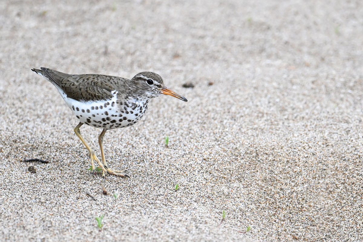 Spotted Sandpiper - ML620781692