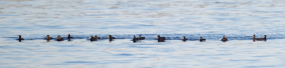 Surf Scoter - ML620781693