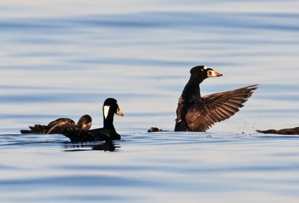 Surf Scoter - ML620781695