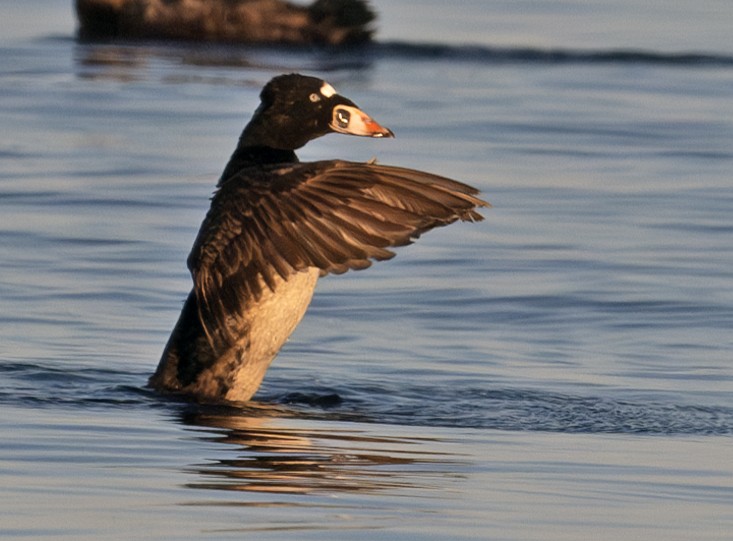 Surf Scoter - ML620781696