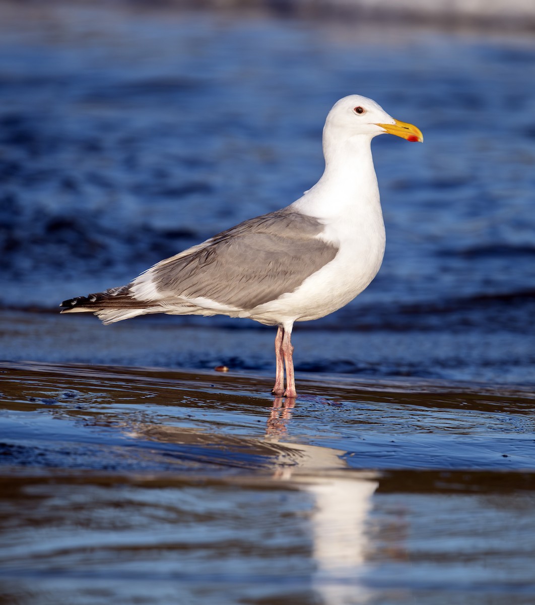 Western Gull - ML620781698