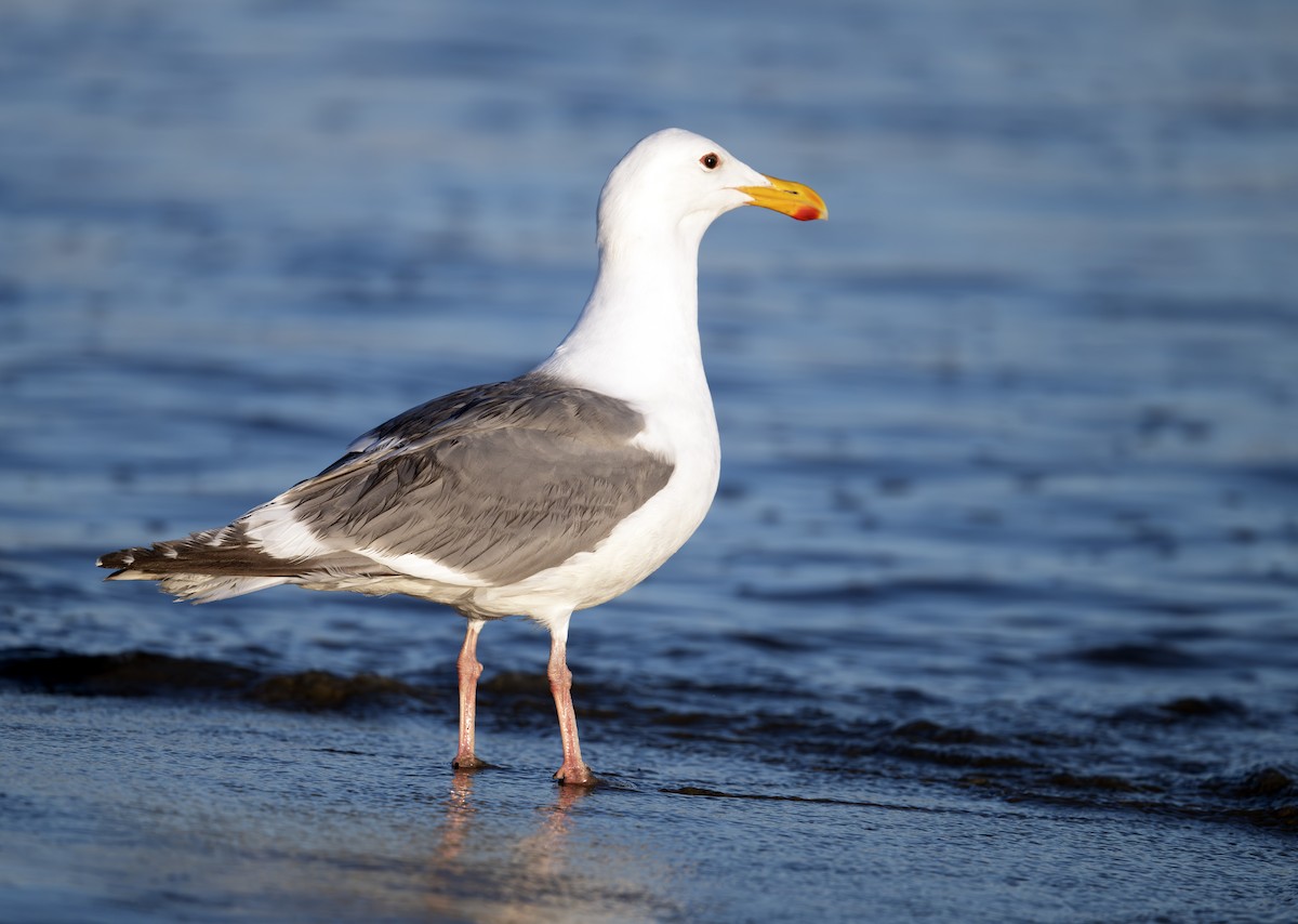 Western Gull - ML620781700